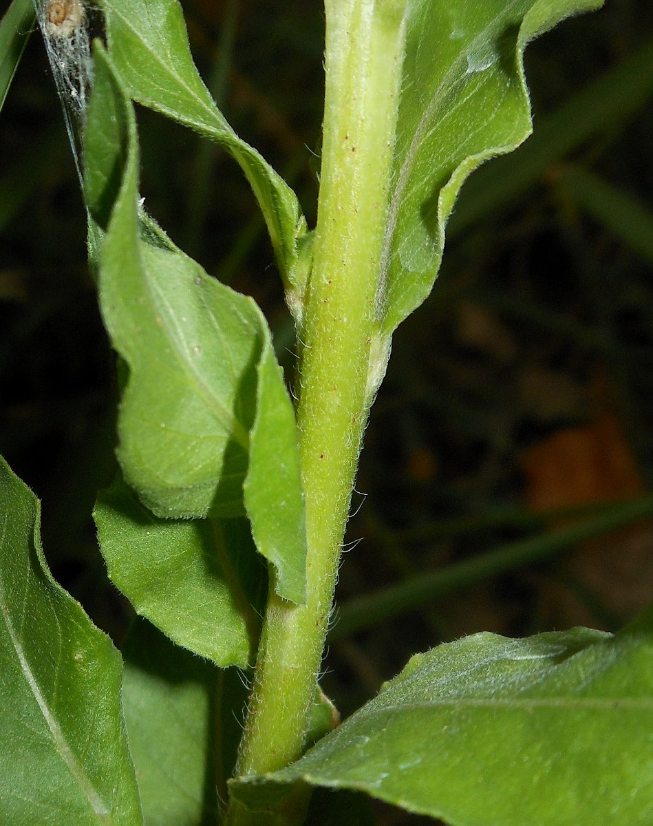 Oenothera chicaginensis / Enagra di Chicago